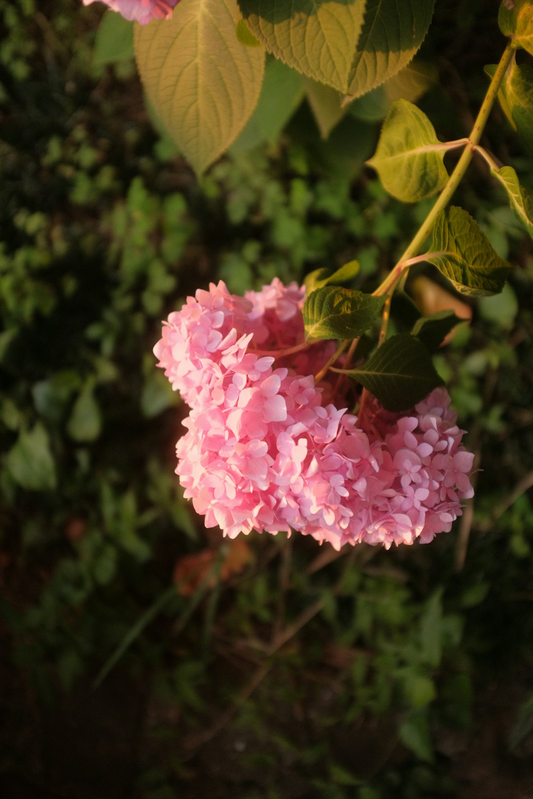 pink flower in tilt shift lens