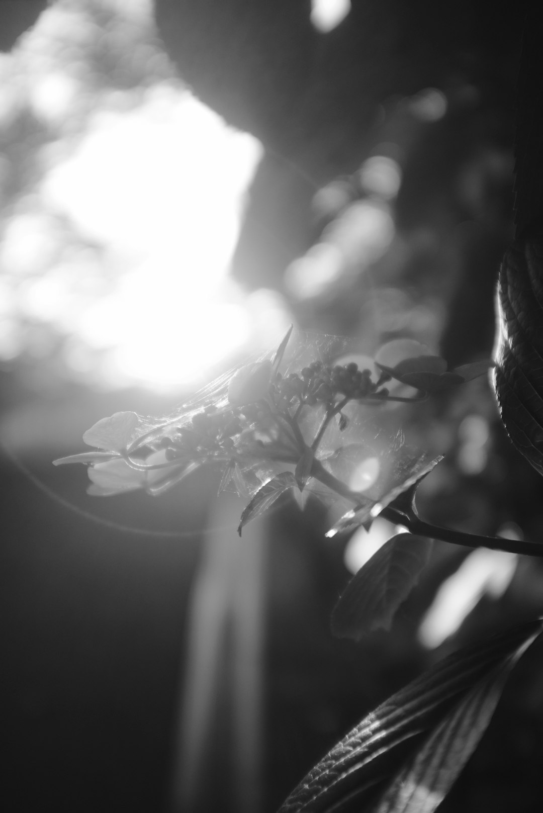 grayscale photo of flower with leaves