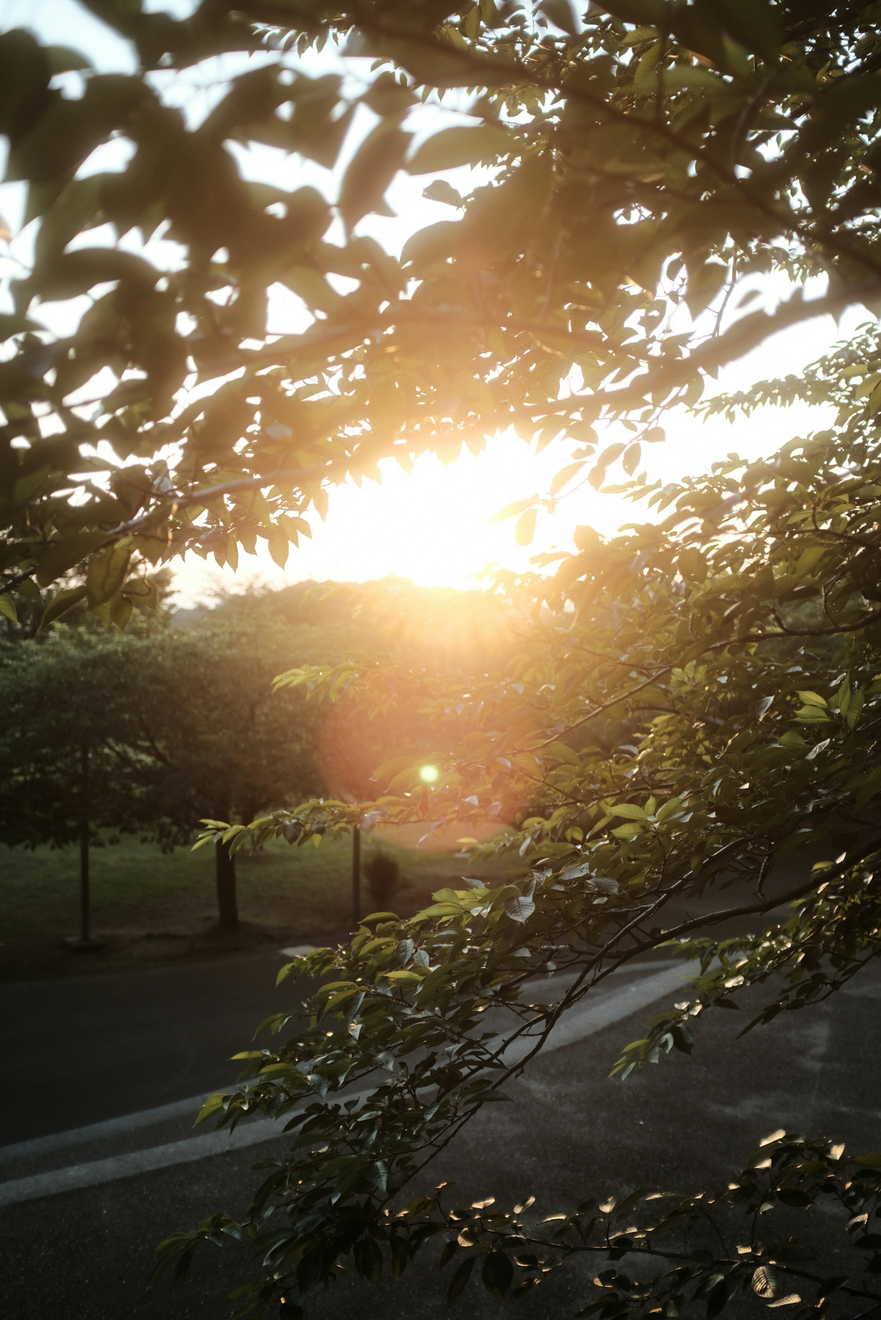Green Trees And Green Grass During Sunset Photo Free Brown Image On Unsplash