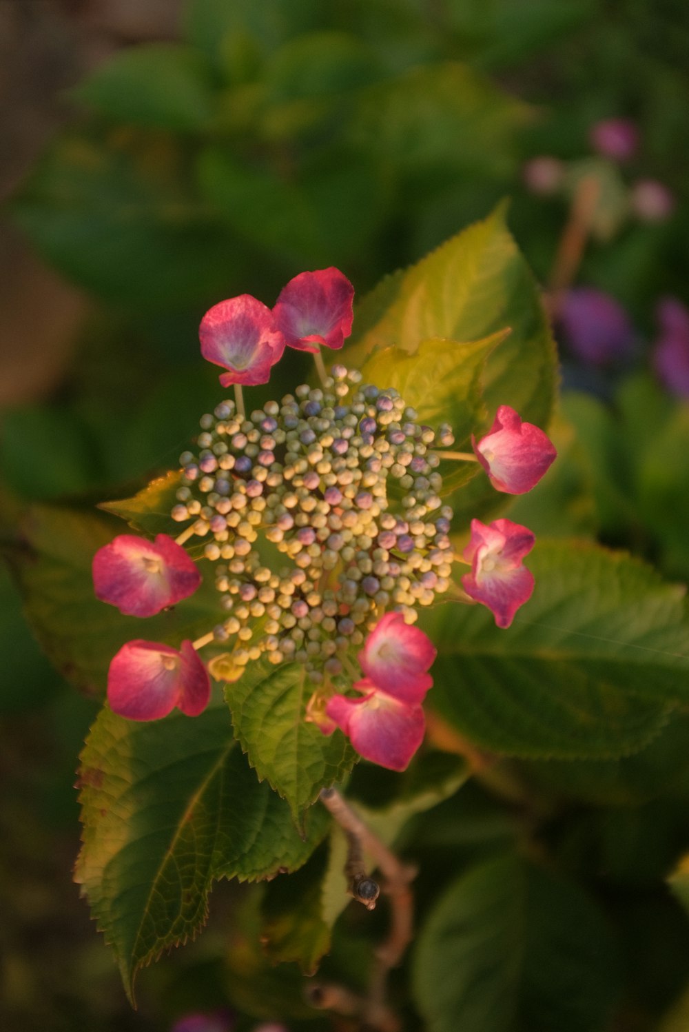 pink and white flower in tilt shift lens