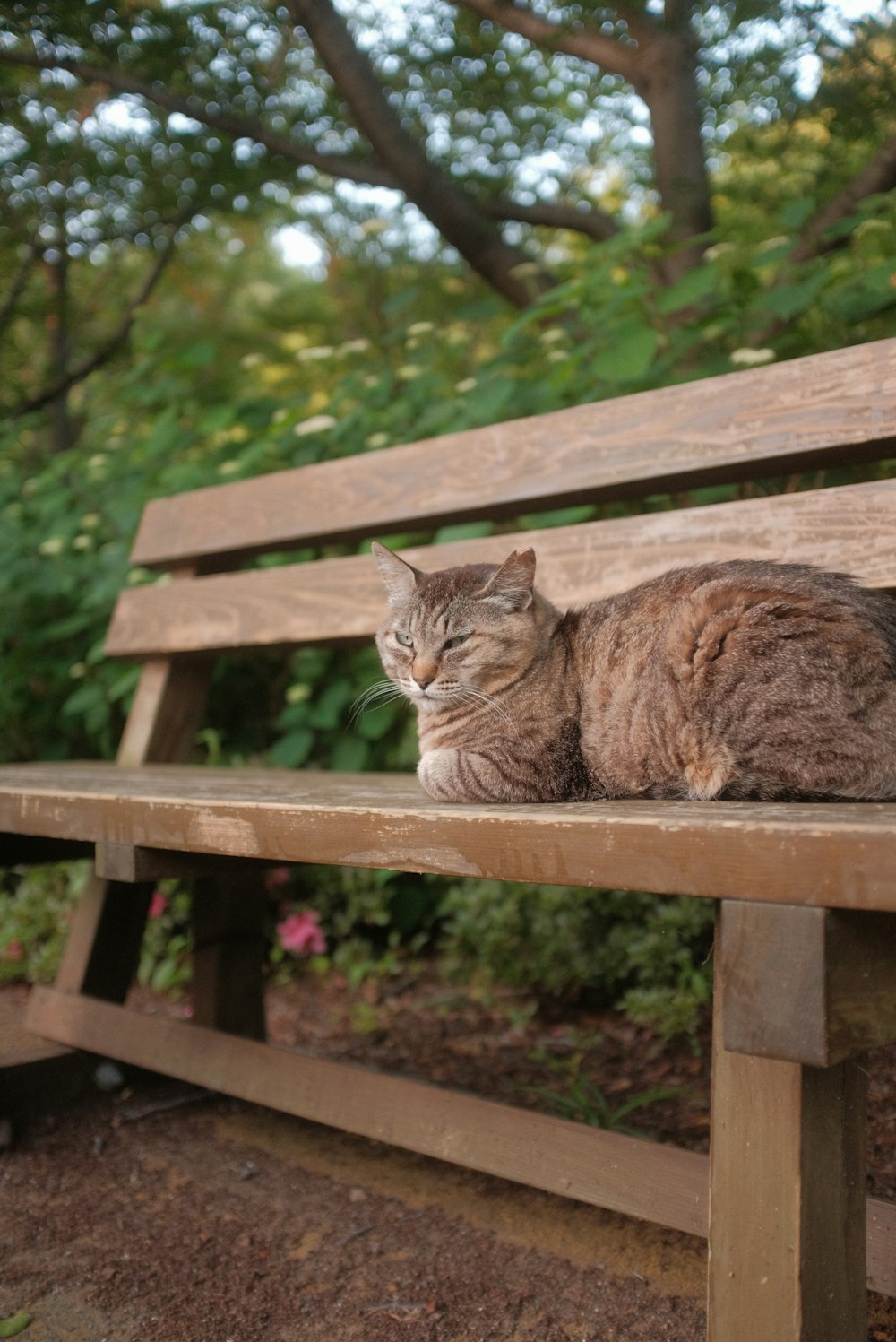 brown tabby cat on brown wooden bench