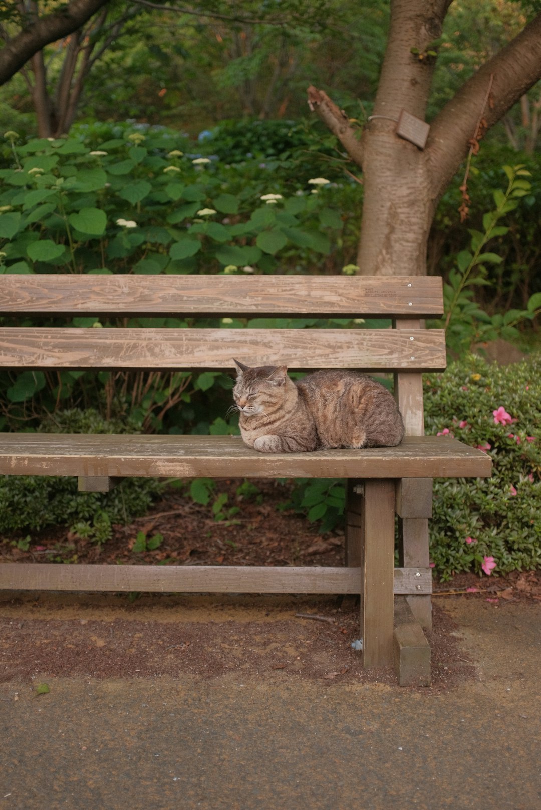 brown tabby cat on brown wooden bench