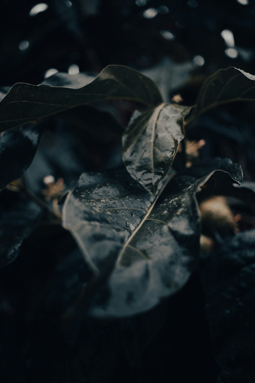 green leaves in black background