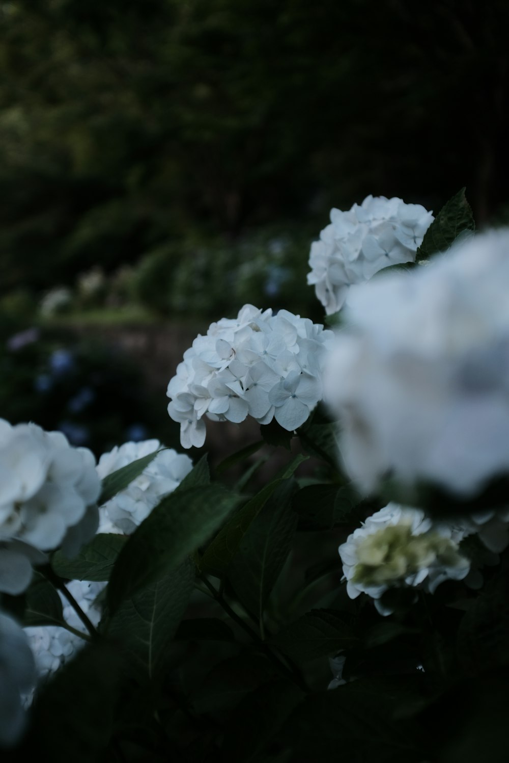 white flower with green leaves