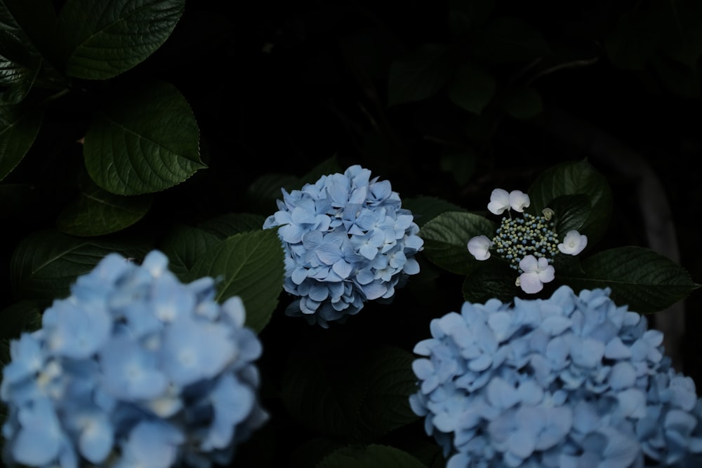 blue flowers with green leaves