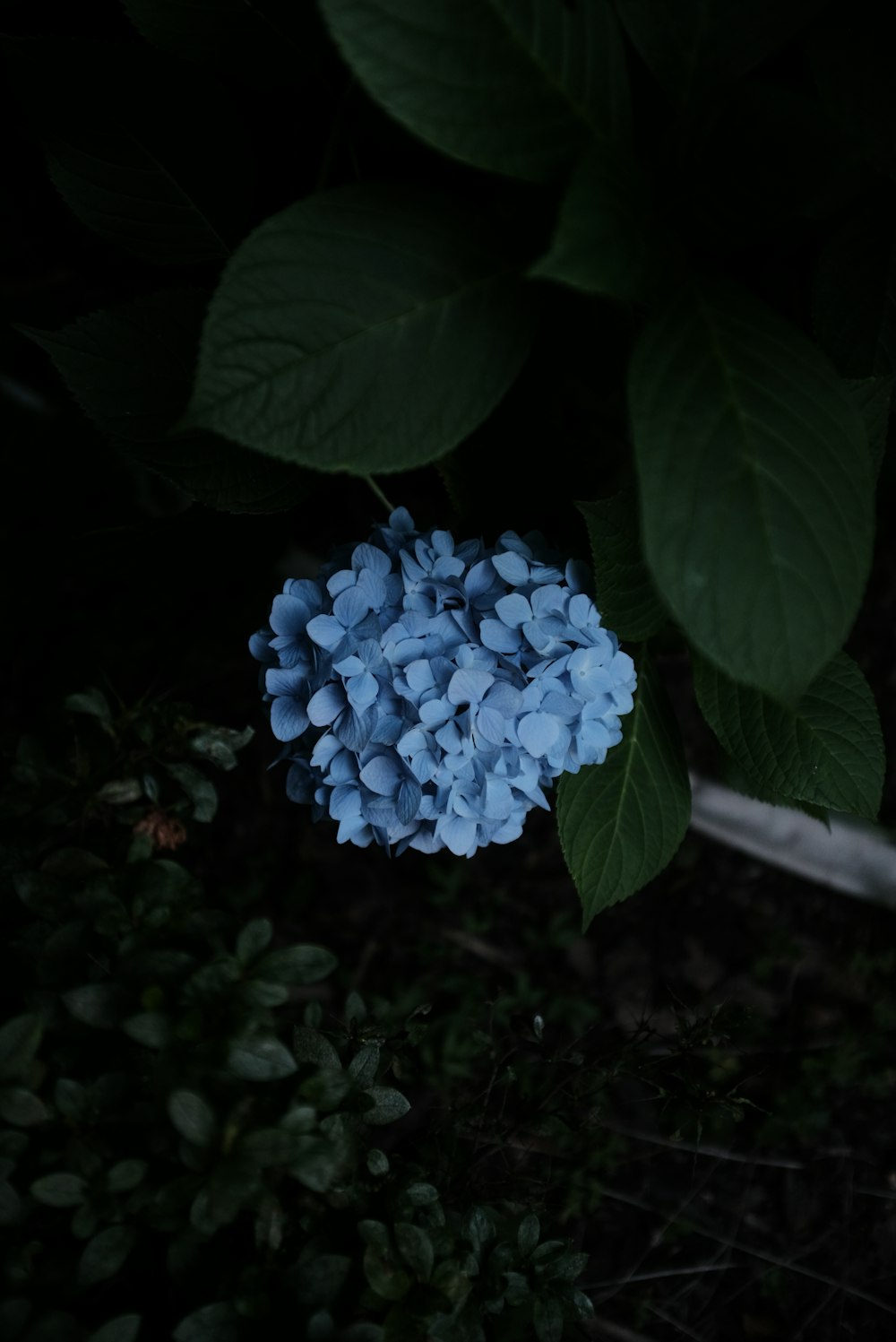 blue flower with green leaves