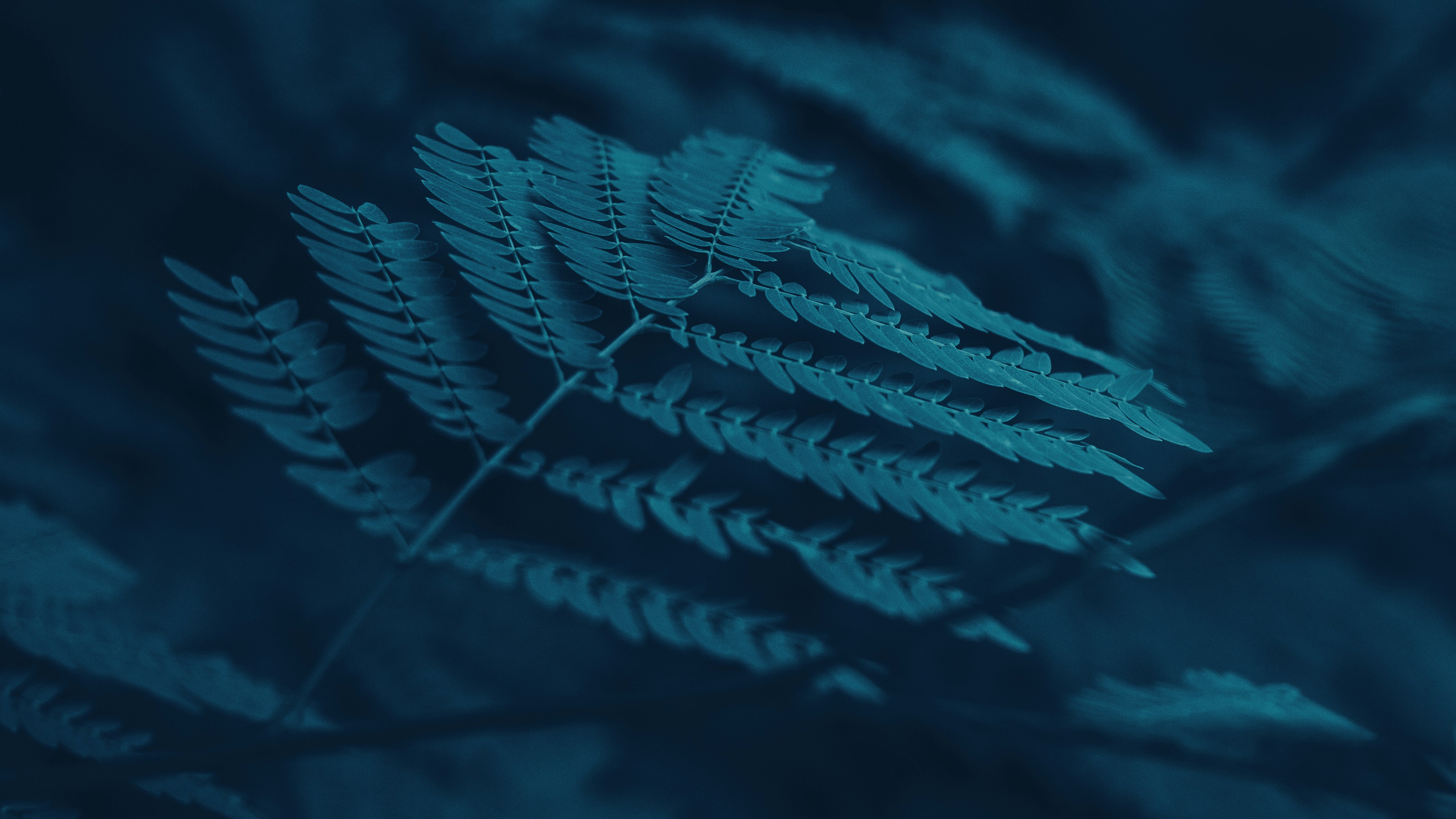 Whispering Ferns Print