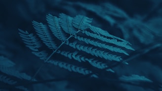 Close-up of a cyanotype print drying in natural light, showcasing deep blue tones and delicate textures.