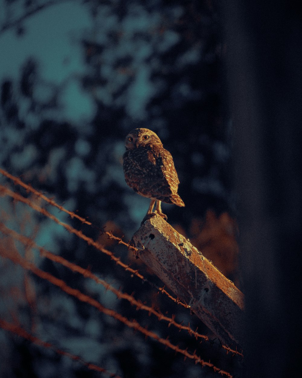 brown bird on brown wooden fence during daytime