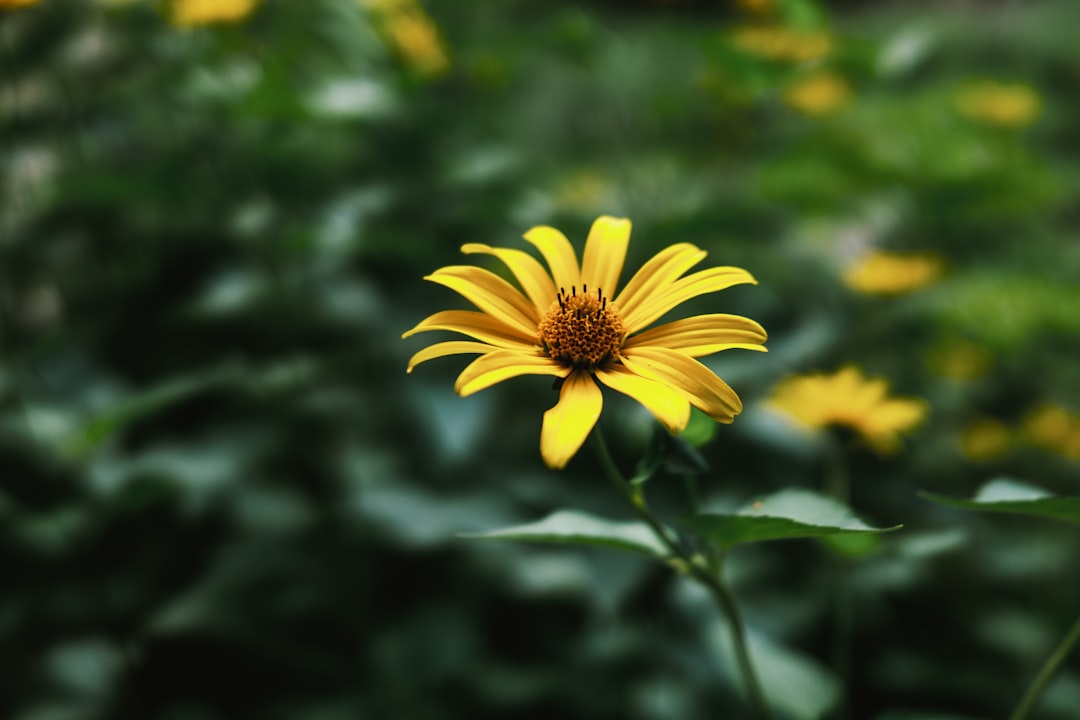 yellow flower in tilt shift lens