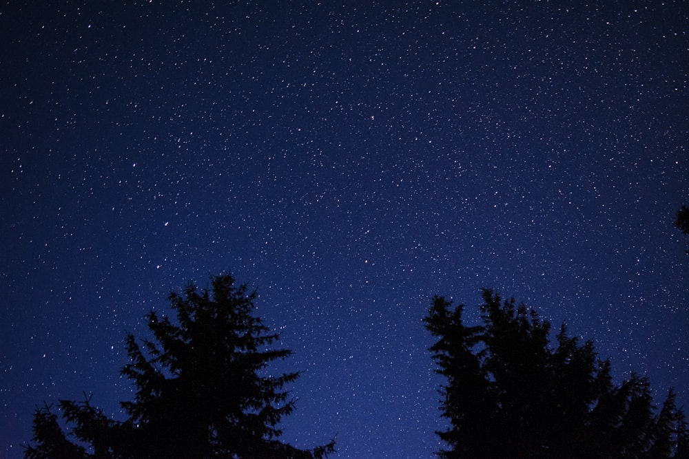 green trees under blue sky during night time