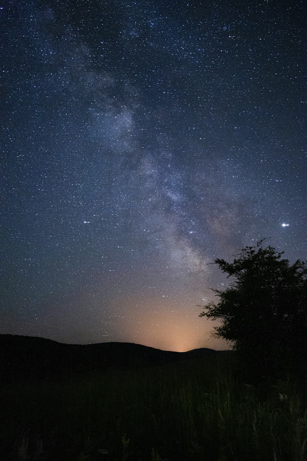 silhouette of trees under starry night