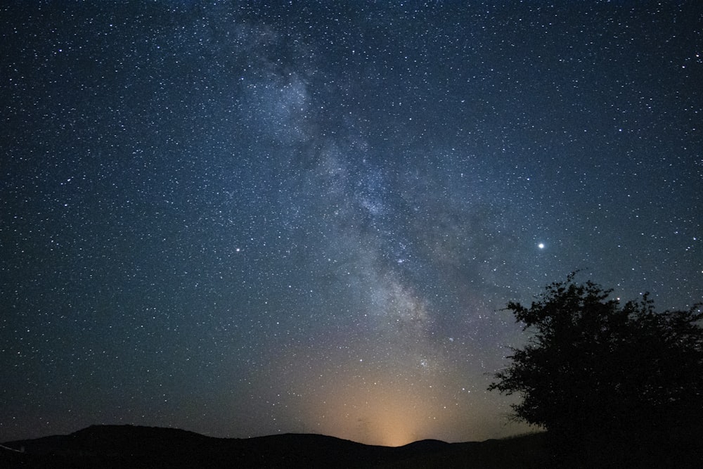 silhouette of trees under starry night