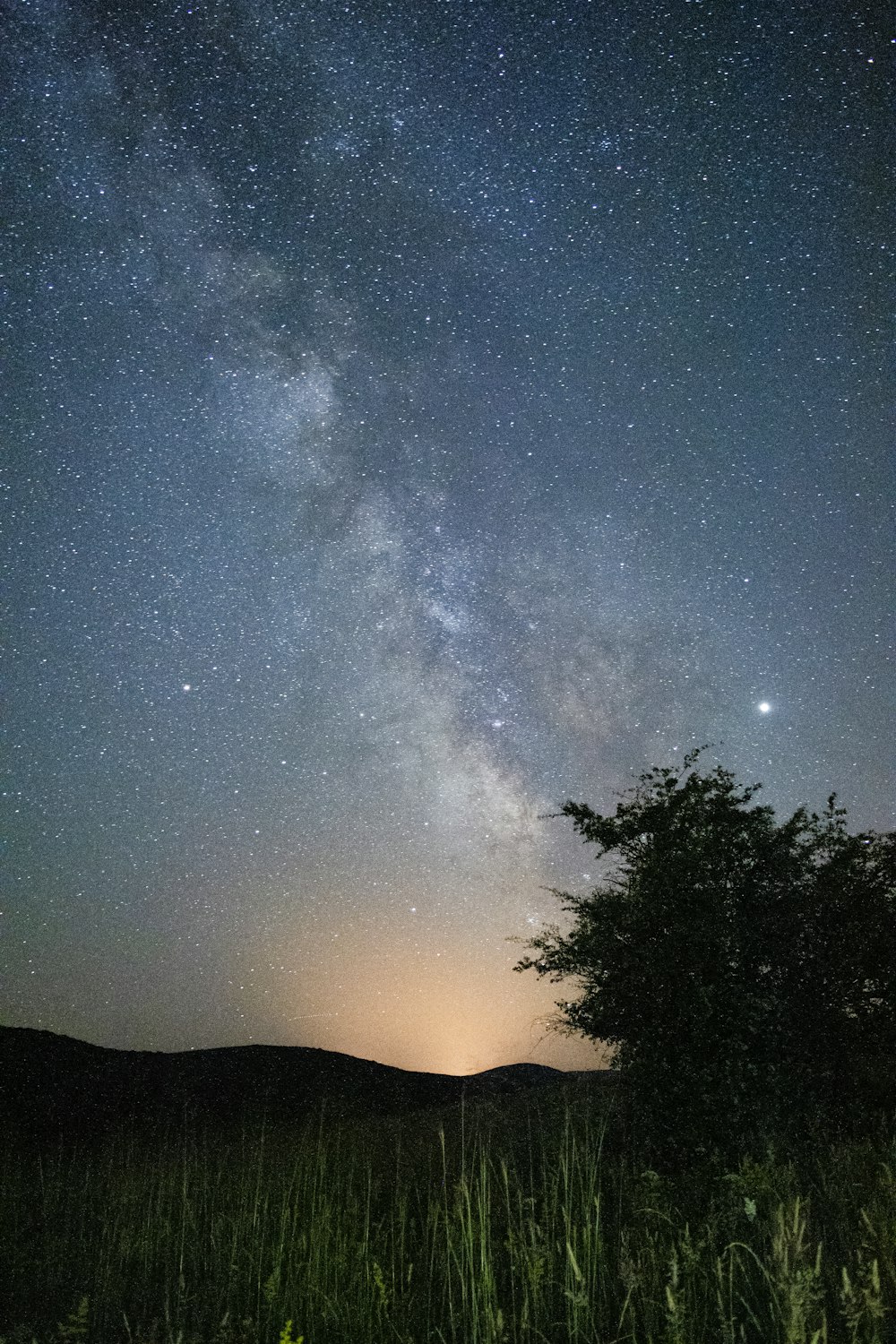 silhouette of trees under starry night