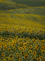 Sunflower fields stretching to the horizon, bathed in warm sunlight.