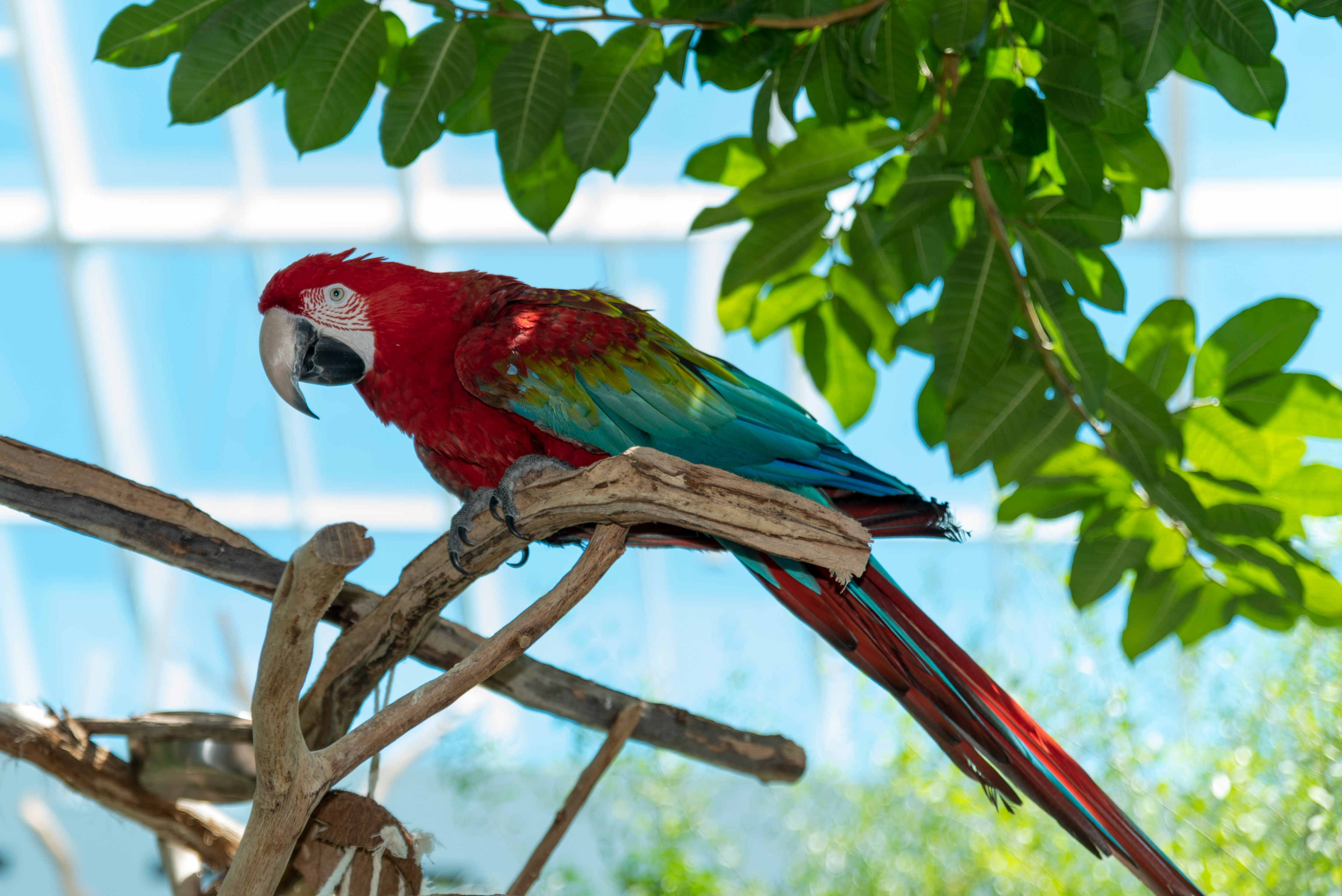 red green and blue macaw perched on brown tree branch during daytime