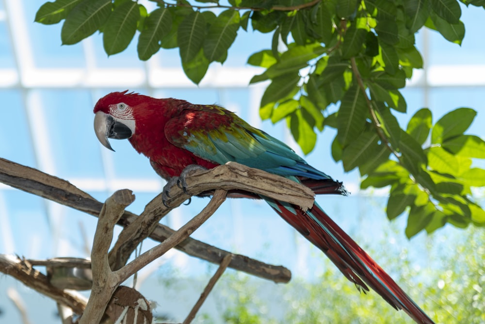 Guacamayo rojo, verde y azul posado en la rama marrón de un árbol durante el día