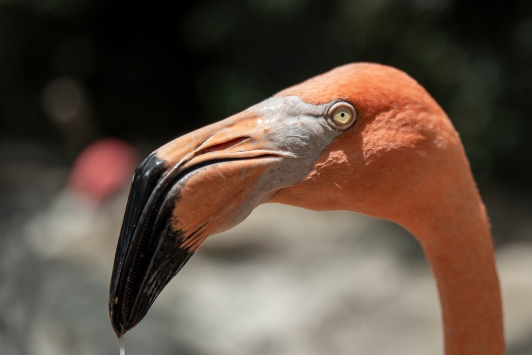 pink flamingo in close up photography