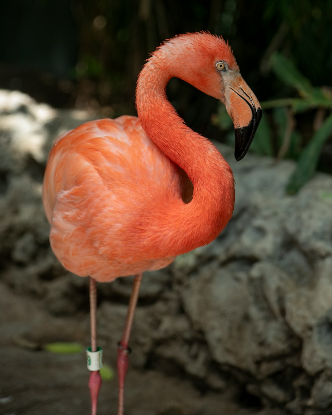 pink flamingo on gray rock during daytime