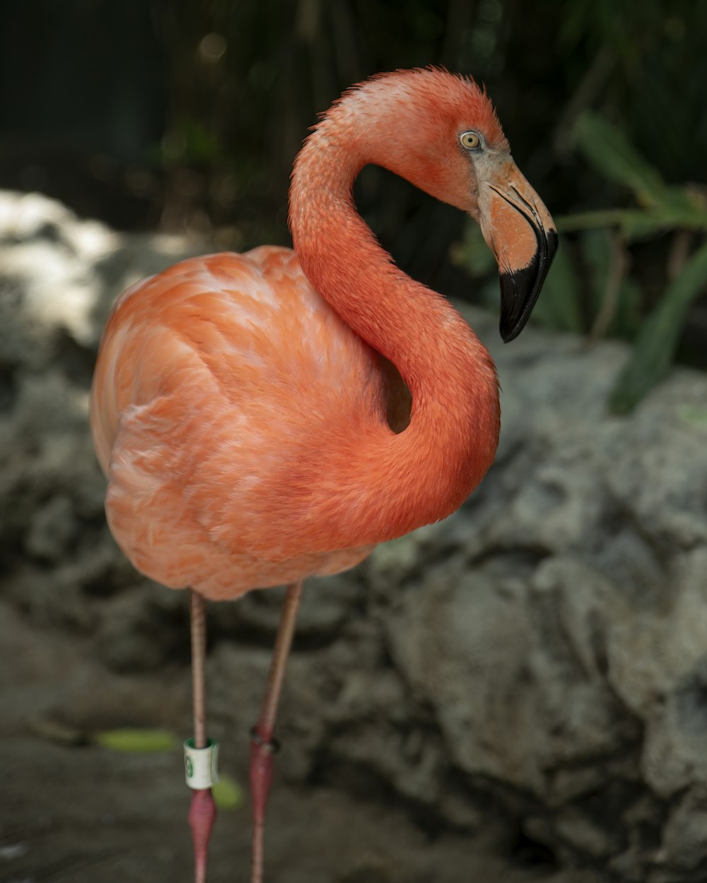 Flamant rose sur roche grise pendant la journée