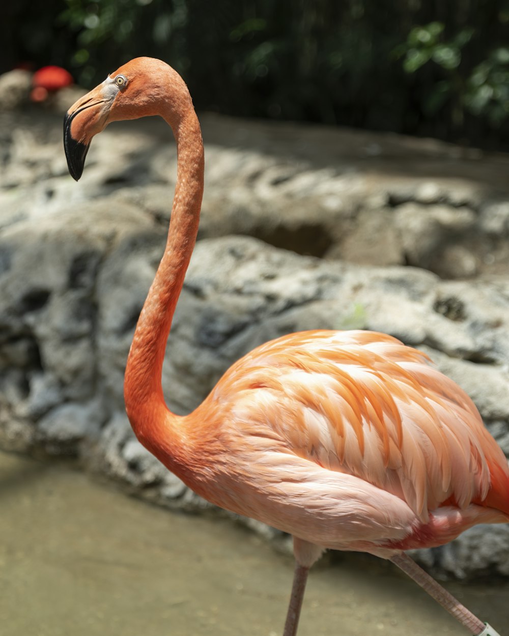 Rosa Flamingo auf grauem Felsen