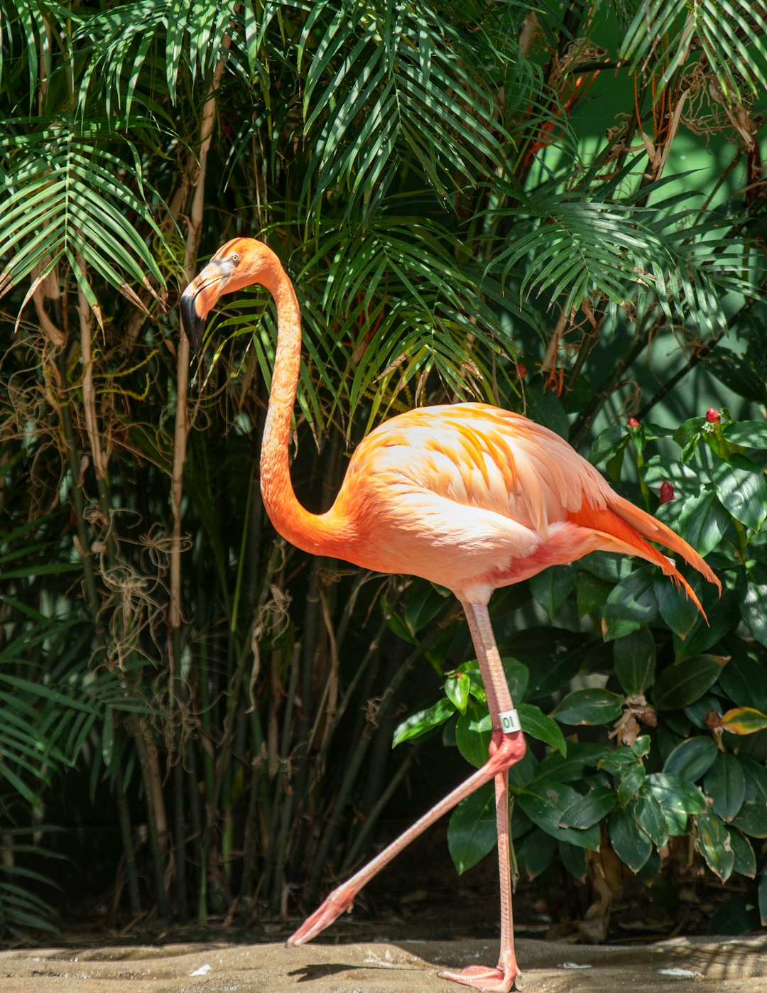  pink flamingo in green leaves flamingo