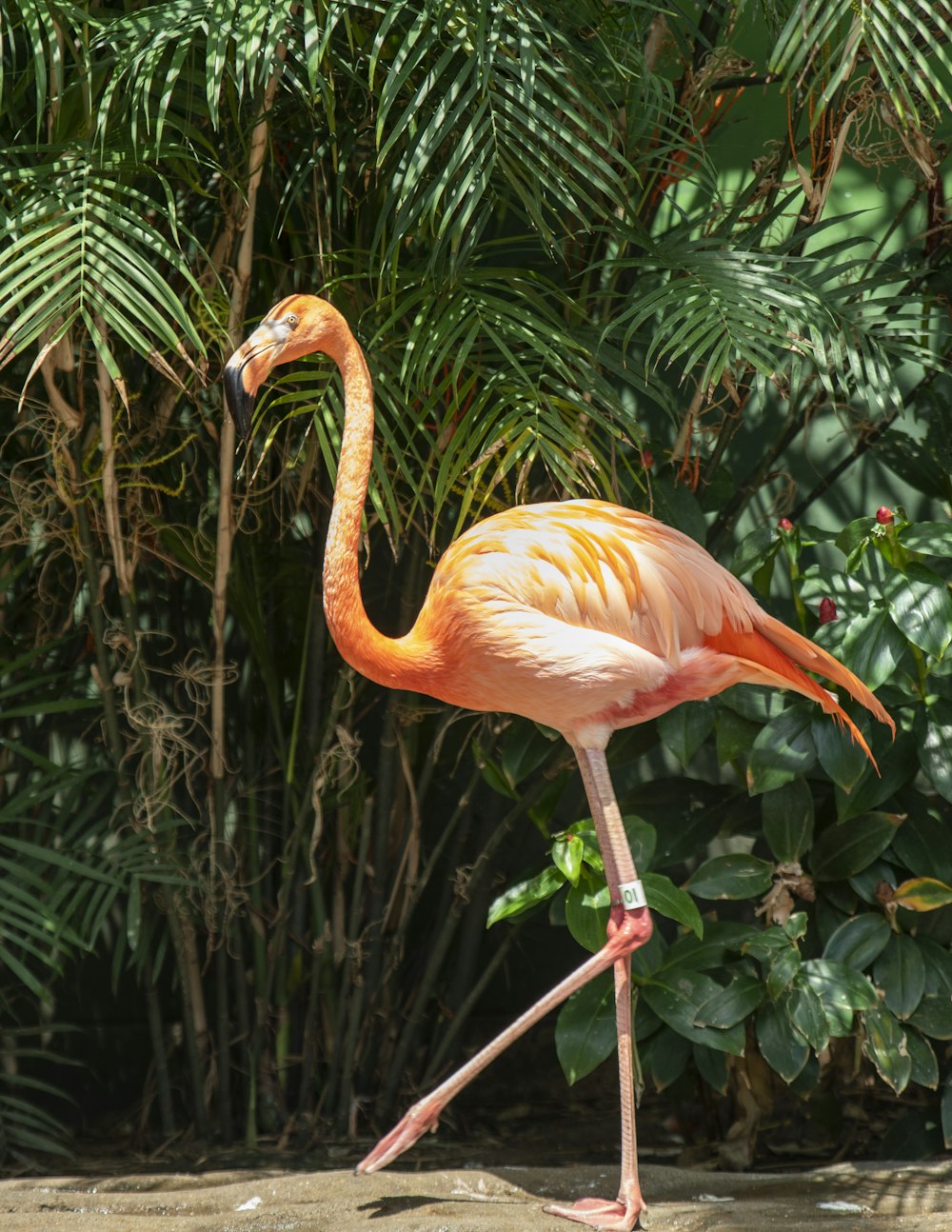 pink flamingo in green leaves