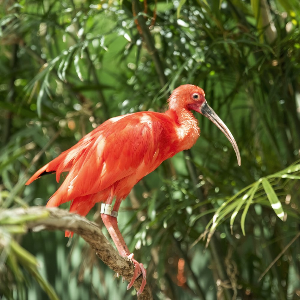 昼間の木の枝にとまる赤い鳥