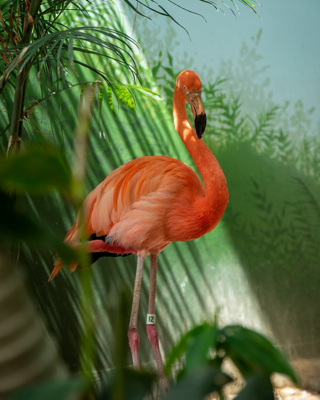pink flamingo in green and white wall