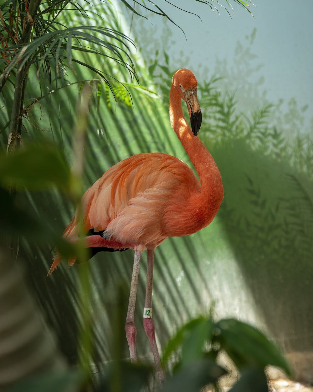 Rosa Flamingo in grüner und weißer Wand