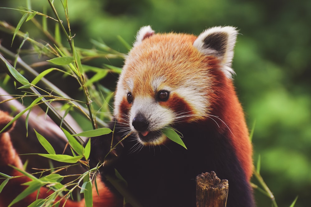 red panda on tree branch during daytime