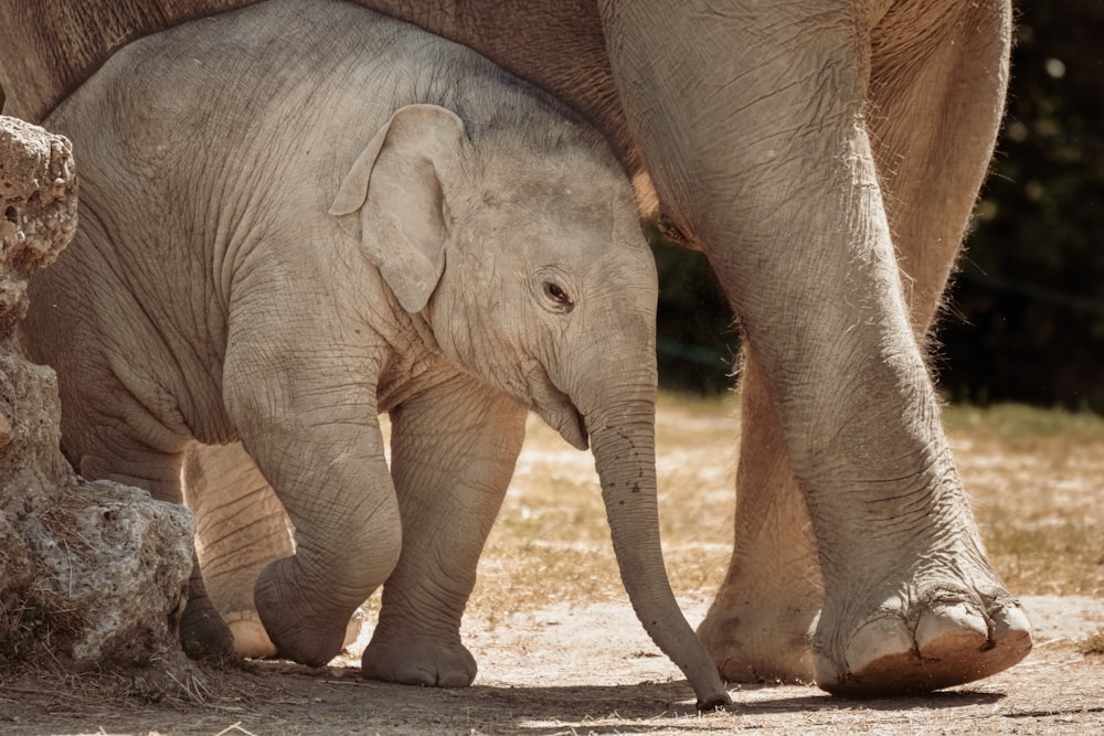 grey elephant walking on grey concrete road during daytime