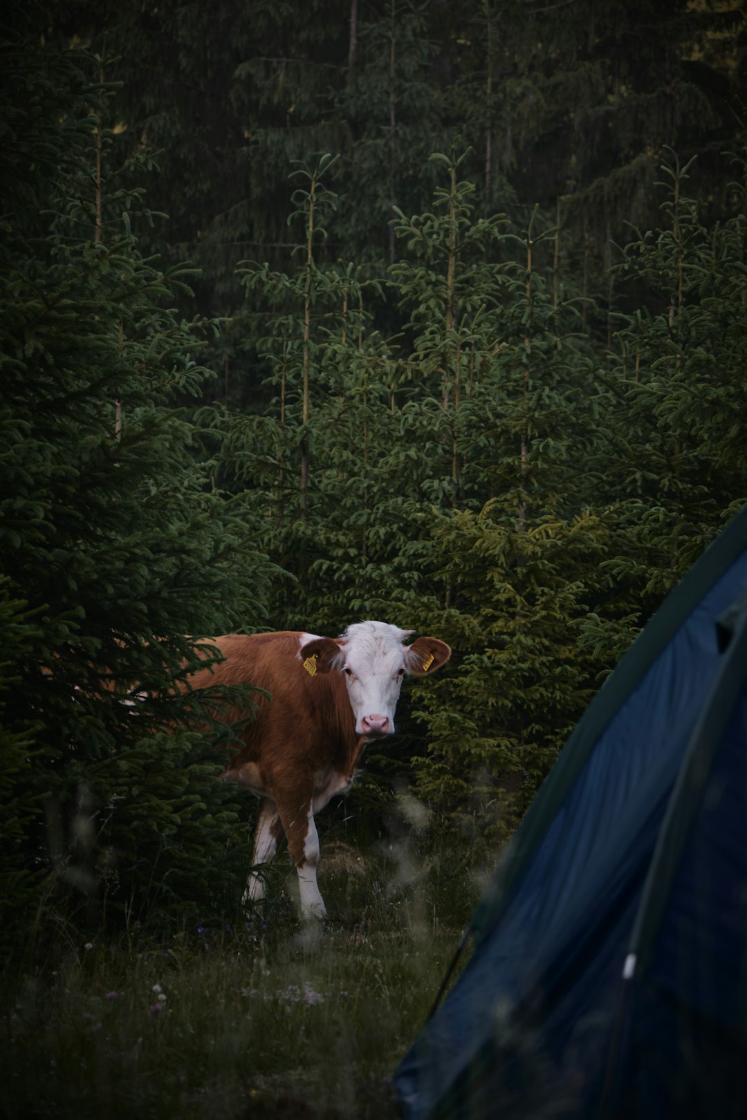 brown and white cow on blue tent
