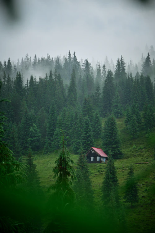Brown wooden house in the middle of green pine trees