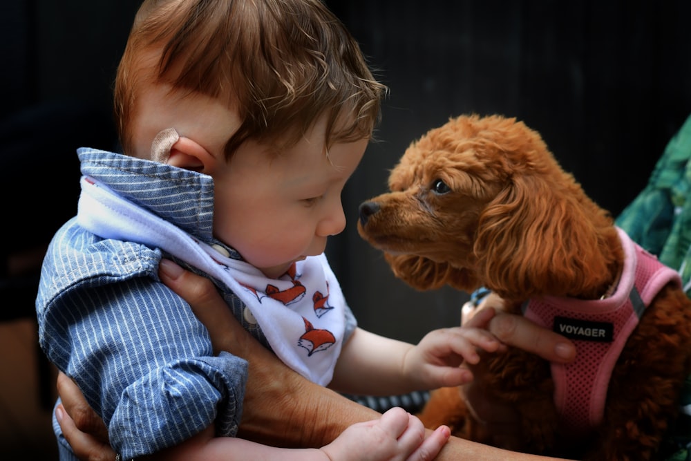 boy in blue and white stripe polo shirt holding brown short coated dog