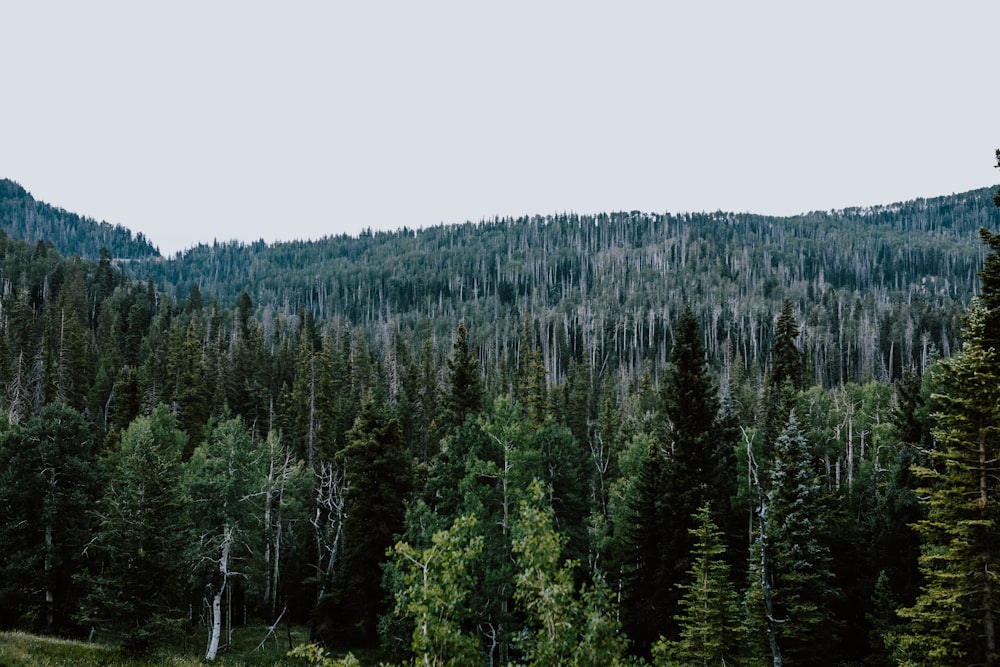 pinos verdes bajo el cielo blanco durante el día