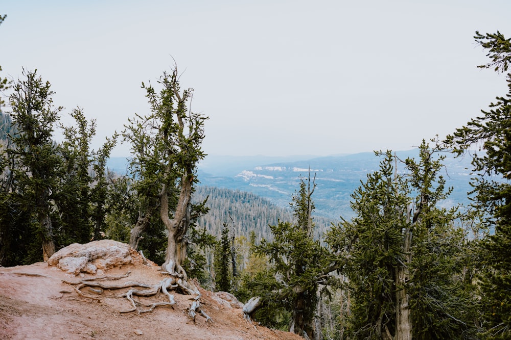 green tree on brown rock formation during daytime