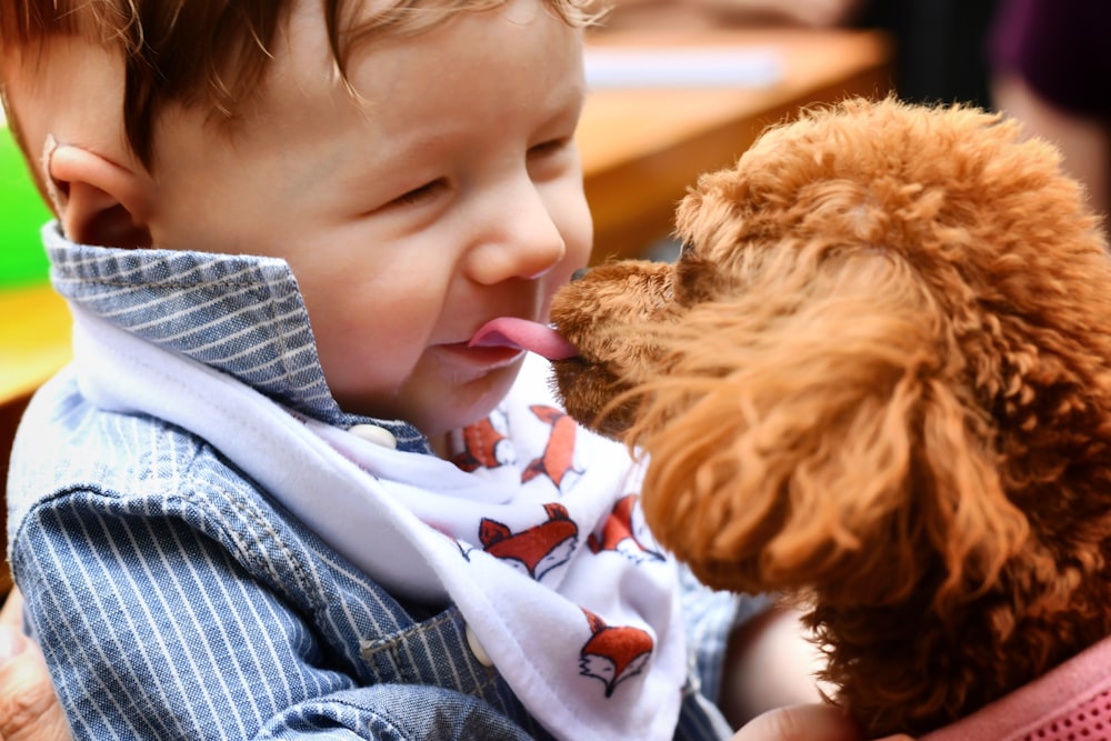 brown long coated dog on persons lap