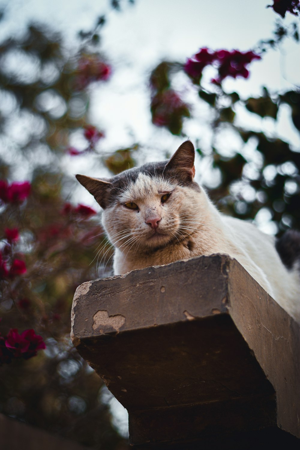 white and black cat on brown wooden fence