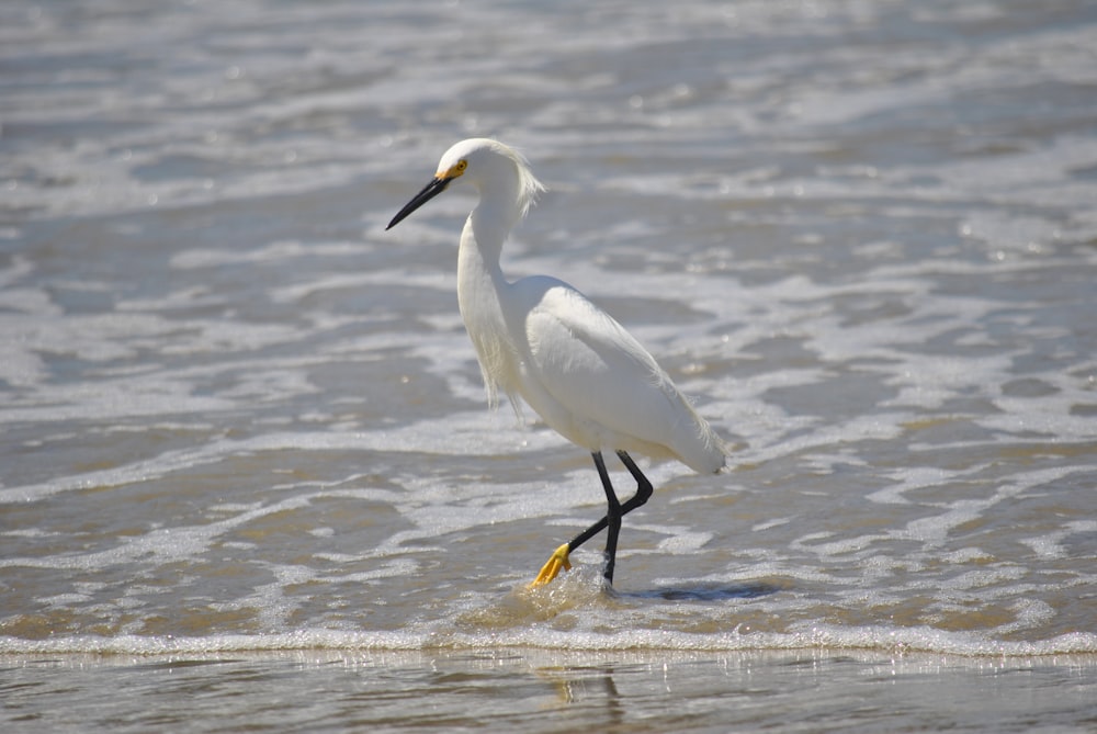 white egret on body of water during daytime