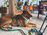 A brown dog wearing a green harness and leash is lying on the floor in a cafe setting. The animal looks relaxed with its tongue out. In the background, wooden furniture and people seated are visible, with orange chairs adding a splash of color.