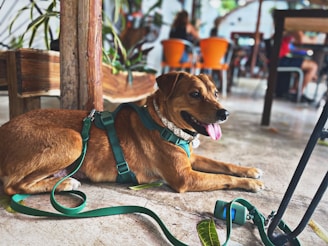 A pet enjoying a treat at the coffee spot.