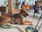 A happy customer using Echohound's networking solutions in a dog-friendly environment.