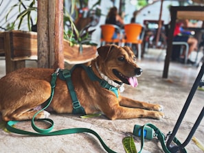 A brown dog wearing a green harness and leash is lying on the floor in a cafe setting. The animal looks relaxed with its tongue out. In the background, wooden furniture and people seated are visible, with orange chairs adding a splash of color.