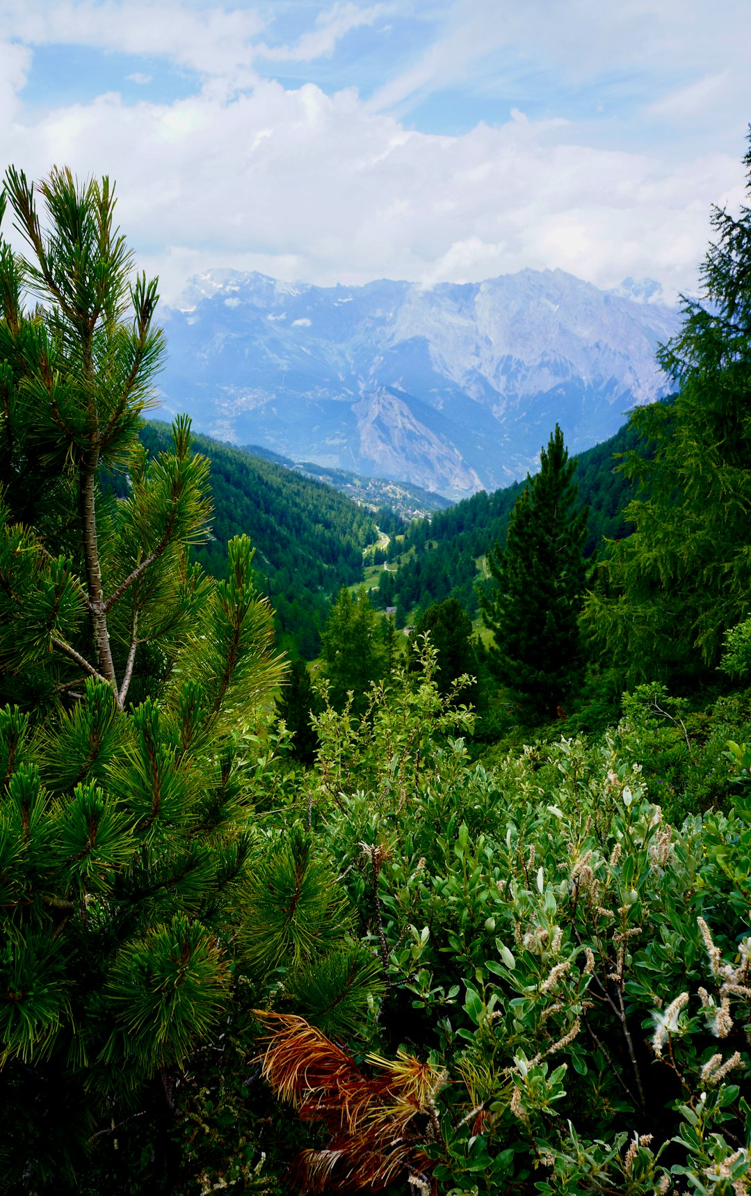 green pine tree on mountain during daytime