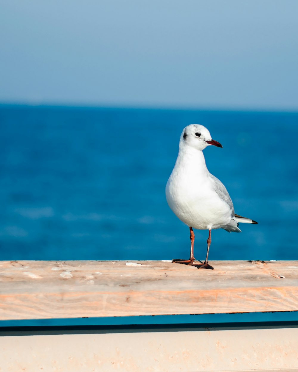 white and gray bird on brown wooden surface near body of water during daytime