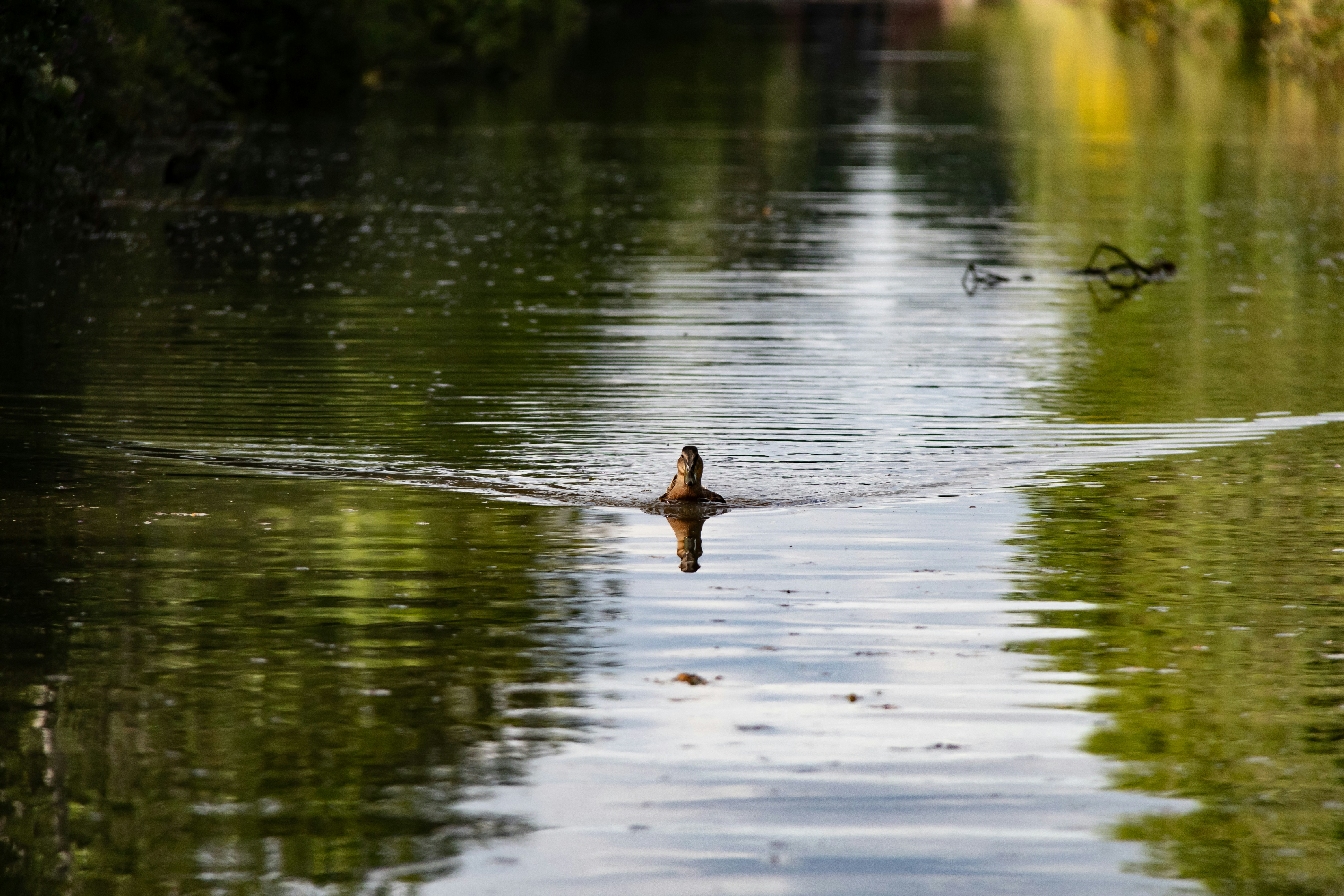 brown duck on water during daytime