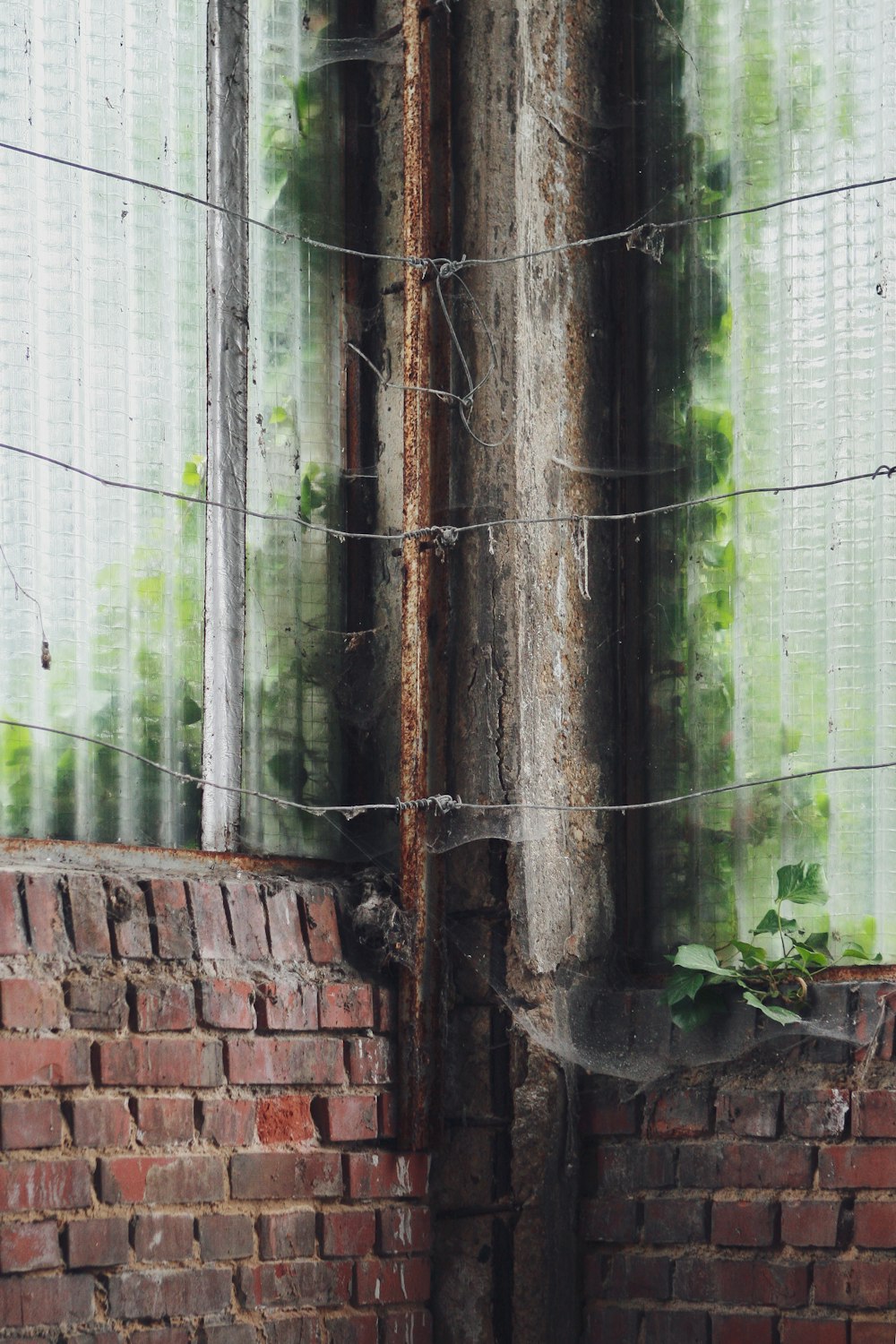 Plantes vertes sur mur de briques brunes