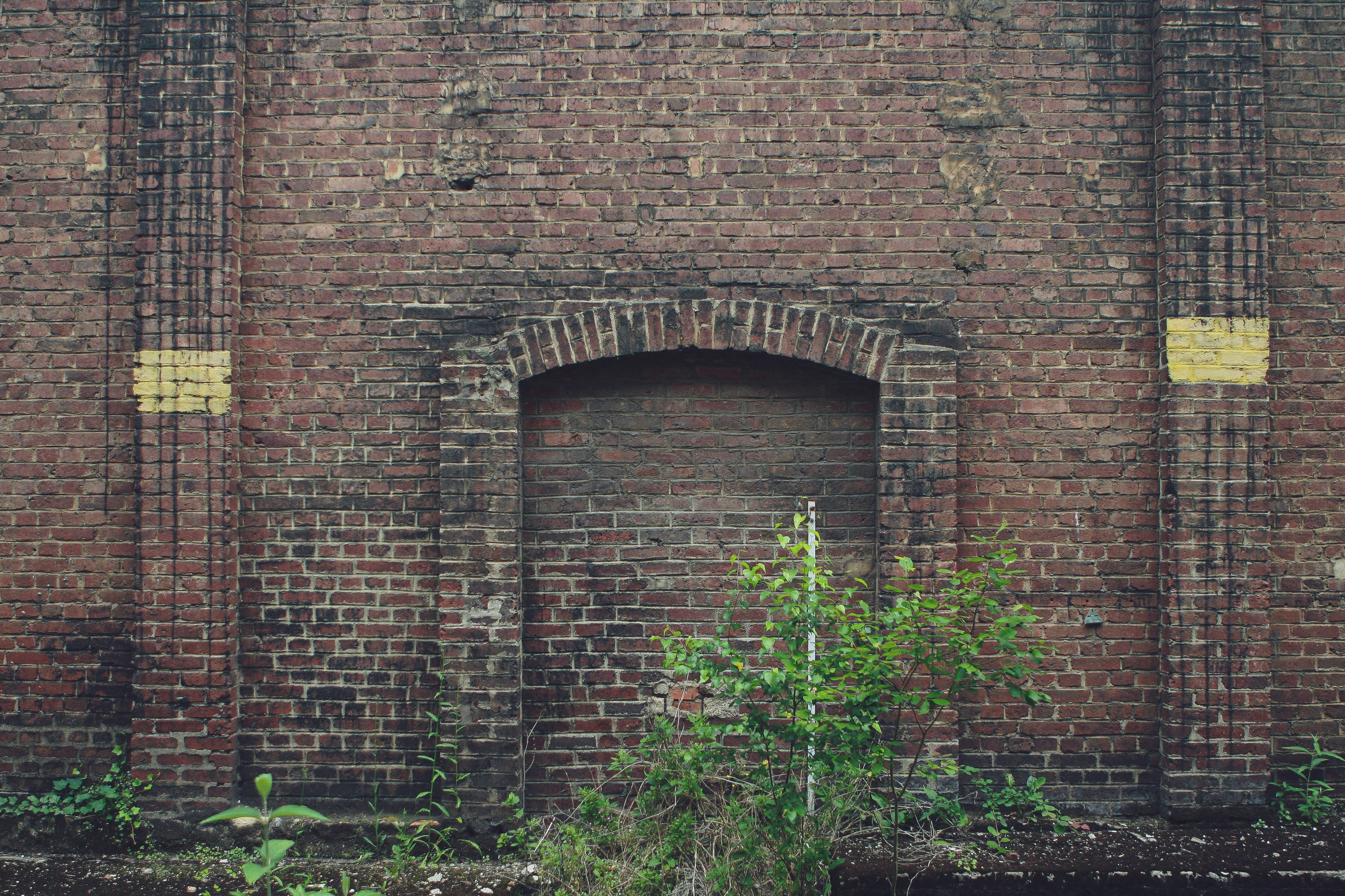 green plants beside brown brick wall, 