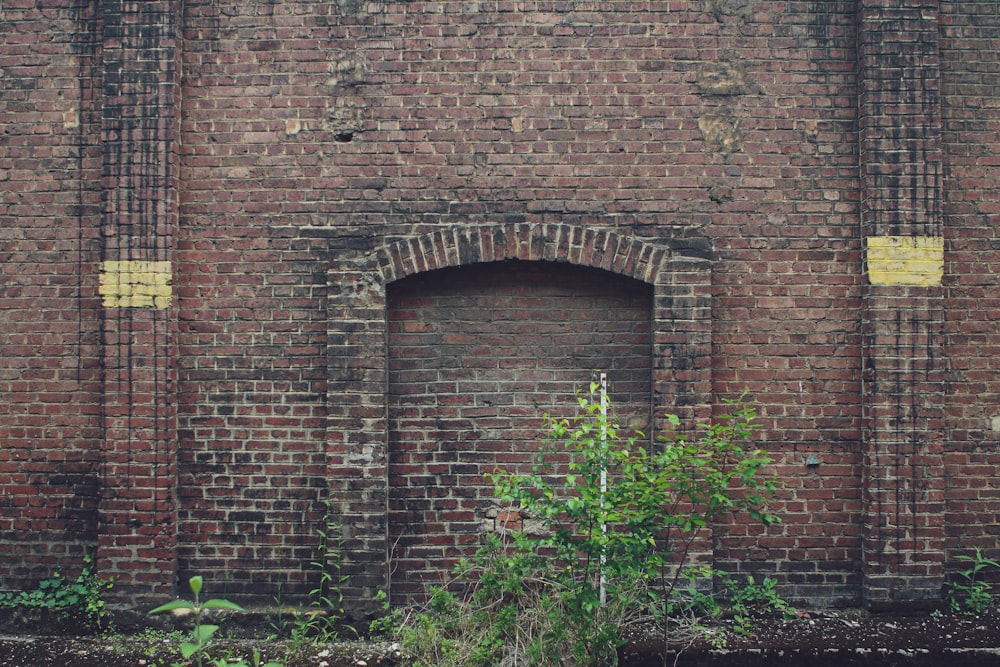 green plants beside brown brick wall